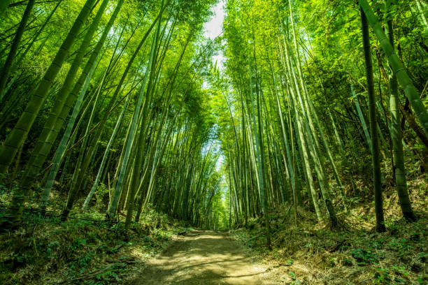 grüner bambuswald - bamboo grove stock-fotos und bilder