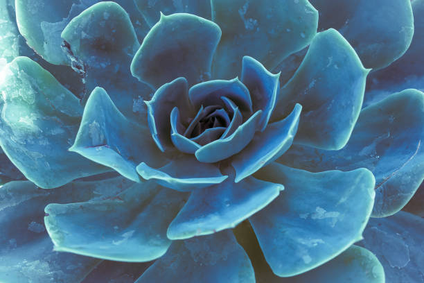 Top view of a teal cactus. Teal cactus leaves.