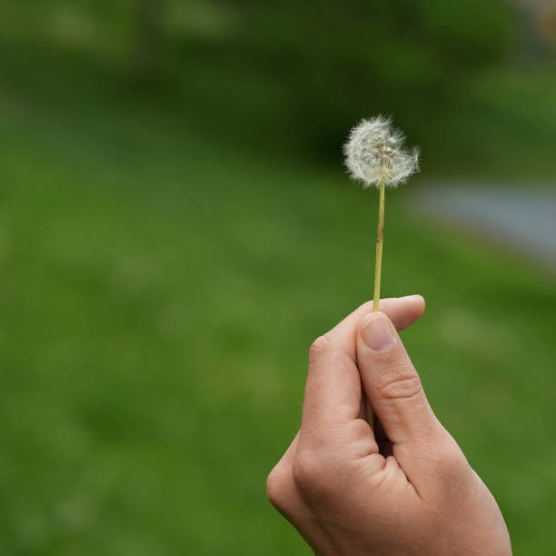 istock Blowing on a dandelion in one's hands 1419871385
