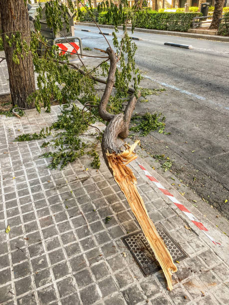 branchement tombé d'arbre sur le trottoir - tree broken branch dividing photos et images de collection
