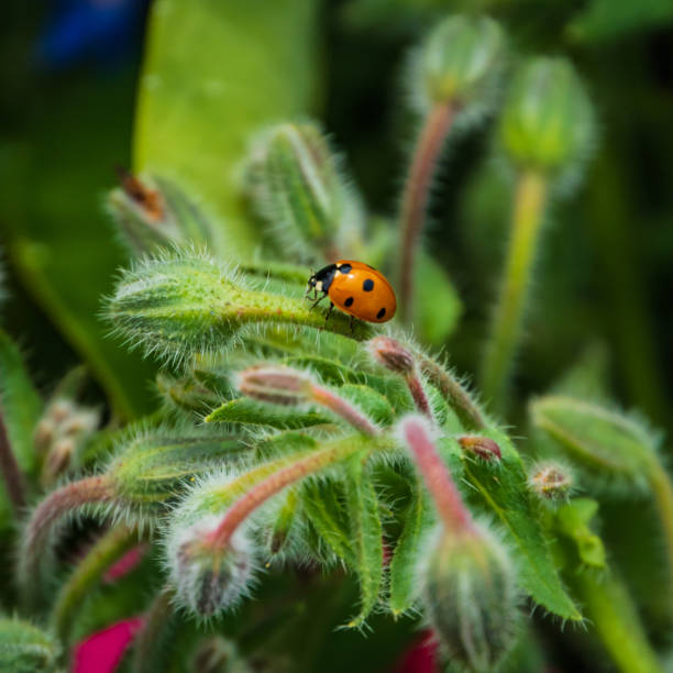 istock ladybug insect on borage plant 1419872148
