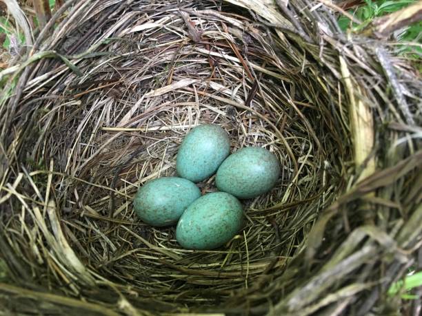 istock Group of songbird eggs in garden nest 1419872275