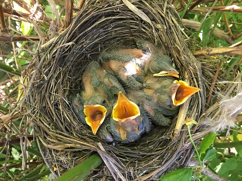 Group of tiny chicks in garden nest in spring