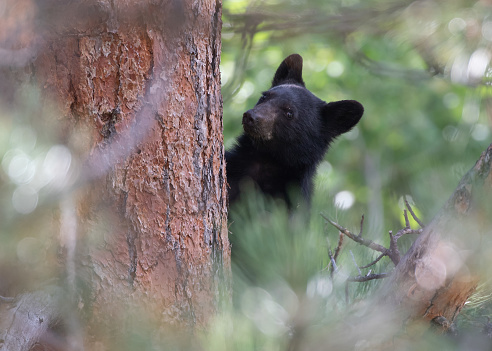 Whistler black bears in the Callaghan Valley. Wildlife photography in Canada. Wild black bear feeding with cub.