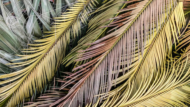 istock Background of multicolored tropical palm leaves, close-up 1419873558