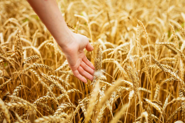 istock Woman hand touching wheat ears on field. Hands 1419874317