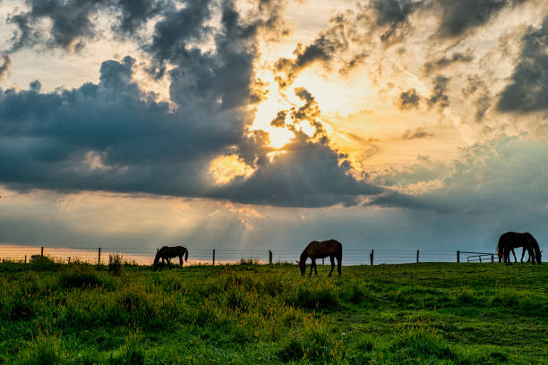 Horses on the ridge at sunrise