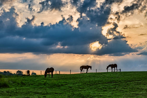 istock Horses on the ridge at daybreak 1419875742