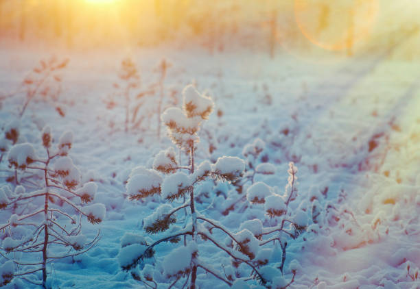 istock Winter snowy forest at sunset. 1419877859