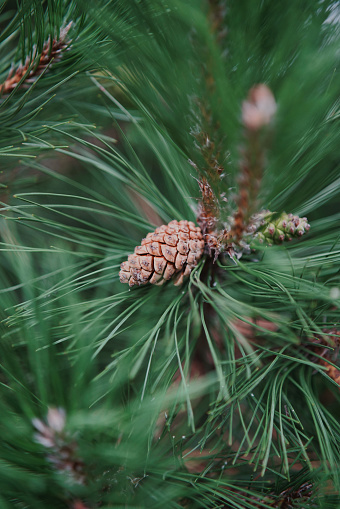 Pine branch with pine cones in the forest.