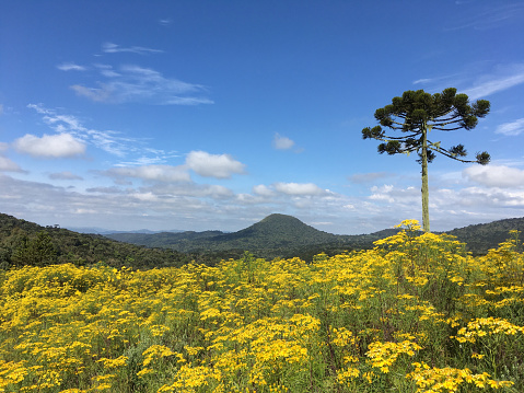 Image with the meadow covered with the goldenrod and a araucaria tree at the Serra Catarinense south region of Brazil