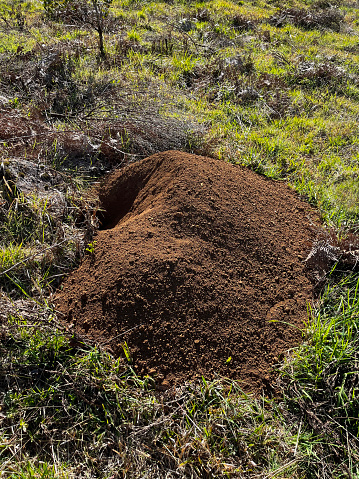 Image of an armadillo burrow