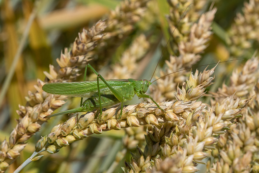 Tettigonia viridissima, the great green bush-cricket sitting in a rye field.