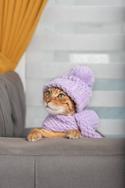 istock Cat in a knitted hat and scarf. 1419885054
