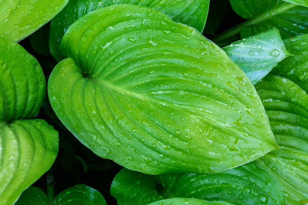 istock Background of hosta leaf covered with water drops, close-up 1419885125