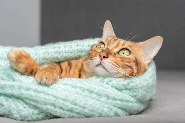 istock Close-up of a cat lying wrapped in a sweater. 1419885227
