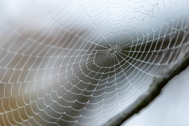 istock A spider web with water drops in the morning 1419885245