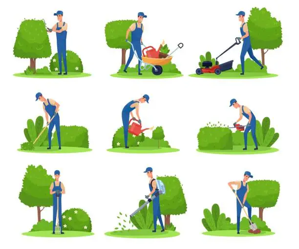 Vector illustration of Gardener maintenance backyard. Man pruning garden hedge plant, trim tree care jardin cutting grass lawn mower garden landscape worker with wheelbarrow