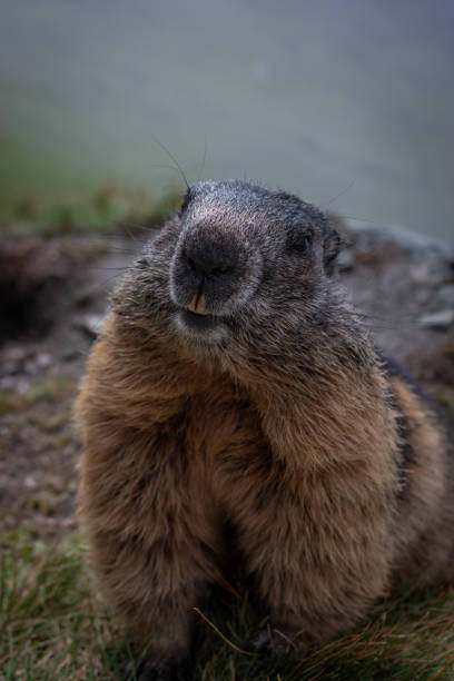 istock Cute Groundhog smiling at the camera 1419887436