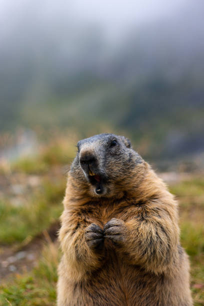istock Cute Groundhog, standing on his hind legs with his mouth open 1419887979