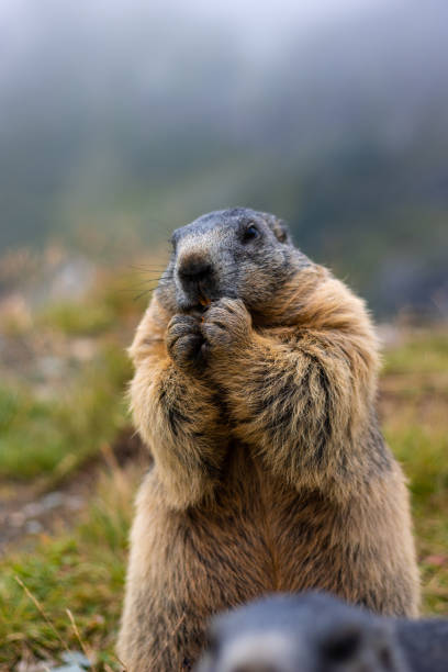 istock Cute Groundhog eating his carrots while standing on his hind legs 1419887991