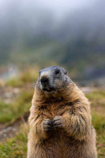 istock Cute Groundhog, standing on his hind legs with his mouth open 1419888010