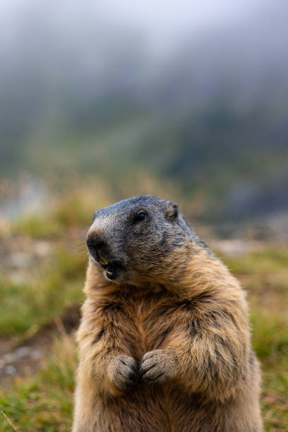 istock Cute Groundhog, standing on his hind legs with his mouth open 1419888059