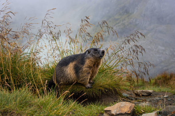Cute Groundhog looking at the Grossglockner Cute Groundhog looking at the Grossglockner. View of the landscape. Groundhog with fluffy fur sitting in a meadow. Groundhog Day. alpine marmot (marmota marmota) stock pictures, royalty-free photos & images