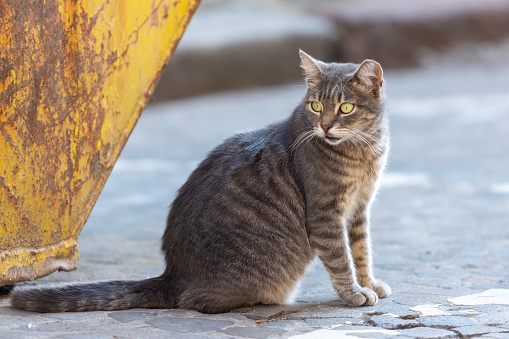 street cat of portret