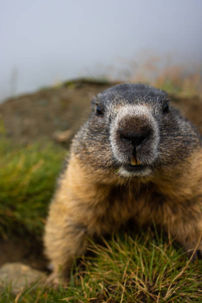 Cute Groundhog looking into the camera Cute Groundhog looking into the camera. Groundhog with fluffy fur sitting on a meadow. View of the landscape. Groundhog Day. alpine marmot (marmota marmota) stock pictures, royalty-free photos & images