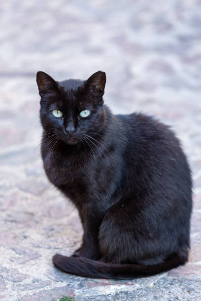 istock portrait of a cat 1419889494