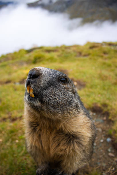 istock Cute Groundhog looking at the camera with his teeth bared 1419889608