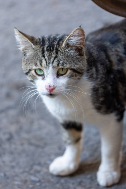 istock portrait of a cat 1419889629