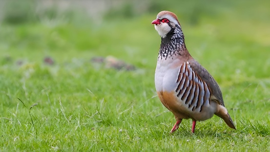 red-legged partridge (Alectoris rufa)