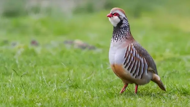 red-legged partridge (Alectoris rufa)