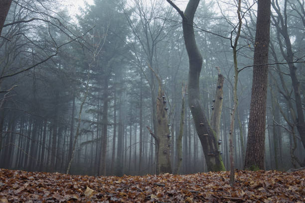 Winter morning, deep in the cold frosty forest