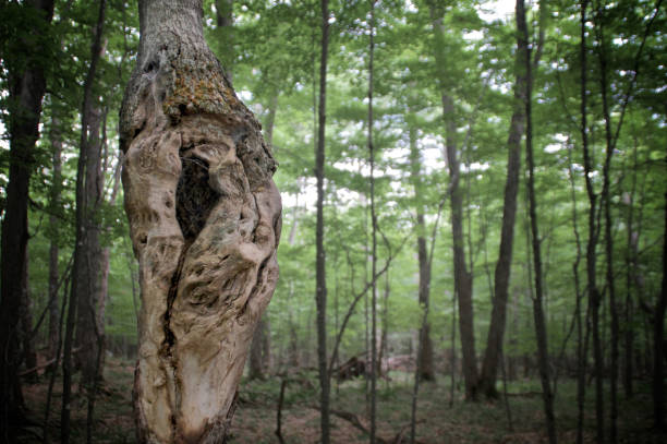 istock detail of spooky deformed tree in open forest 1419892207