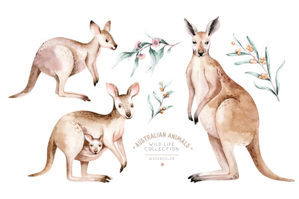illustrations, cliparts, dessins animés et icônes de aquarelle dessin animé australien kangourou isolé sur fond blanc. les kangourous australiens ont illustré les enfants. art de pépinière - wallaroo