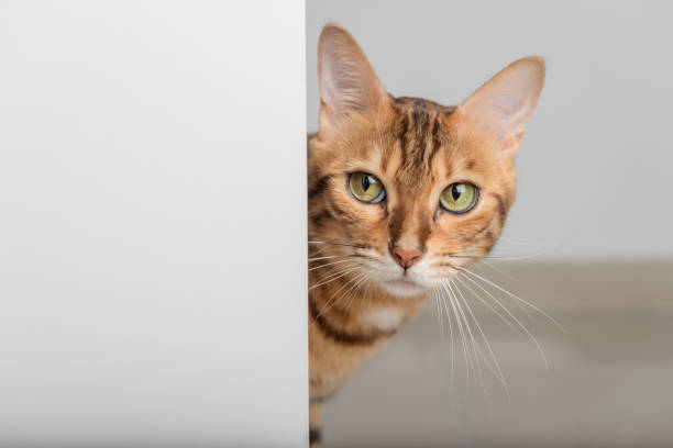 緑色の瞳をした赤い猫が開いたドアから覗いている。 - peeking ストックフォトと画像
