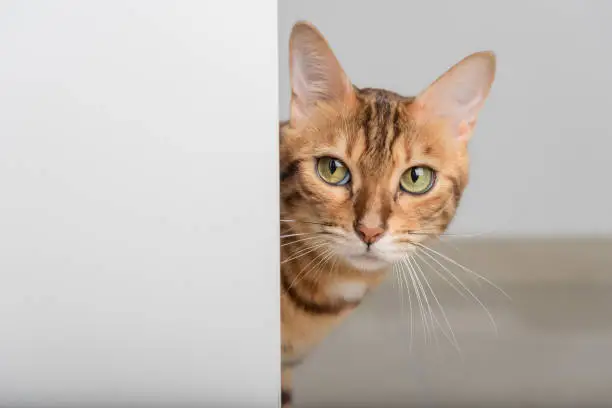 Photo of A red cat with green eyes peeks through the open door.
