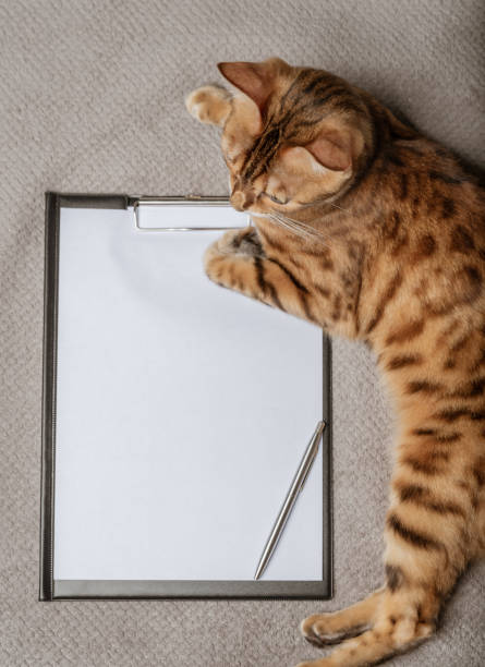 istock A domestic cat lies next to an empty clipboard. 1419896077
