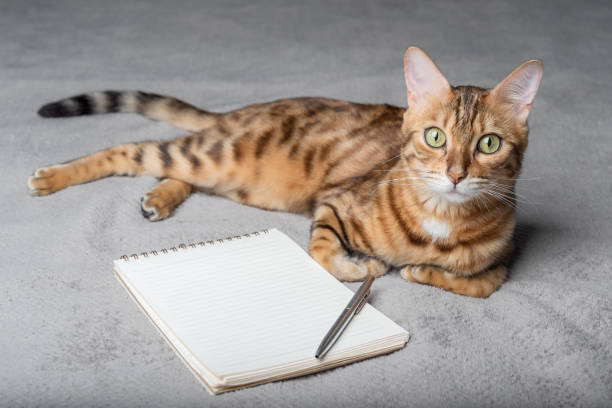 istock Bengal cat sits next to a white notepad and pen. 1419896822
