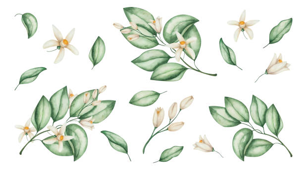 akwarelowa ilustracja ręcznie malowanych kwiatów, zielonych liści pomarańczy, grejpfrutów, mandarynek, cytryny, limonki, pomelo. tropikalne gałęzie drzew owocowych citruis - orange white illustrations stock illustrations