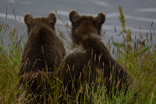 Four Grizzly bear cubs, fearful, hesitate at the sight of fast water Pilgrim Creek that they must cross to keep up with their mother, Grizzly bear #399 in the Grand Teton National Park in Wyoming south of Yellowstone Park near Moran, Wyoming in western USA.