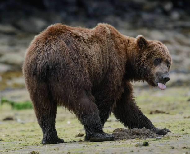 istock Large Bear on the Beach in Alaska 1419899664