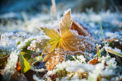 Leaf covered with frost and ice in the cold day in october