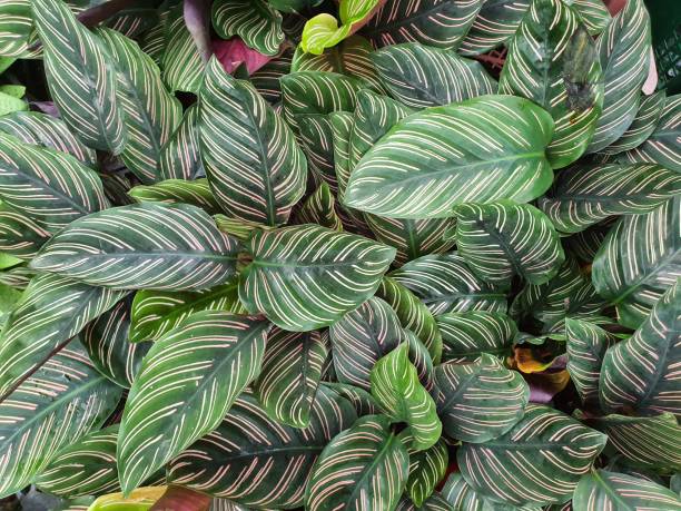 istock Calathea cv. Sanderiana herbaceous clump-forming underground rhizome. 1419900363