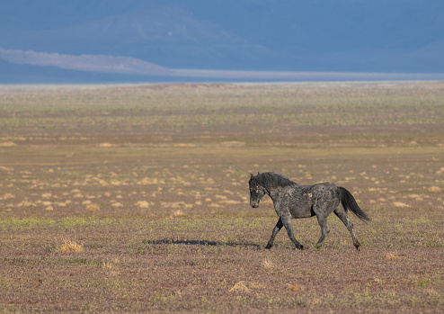 a majestic wild horse in spring in the Utah desert