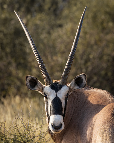 Oryx Gemsbok Horns, wildlife photography whilst on safari in the Tswalu Kalahari Reserve in South Africa