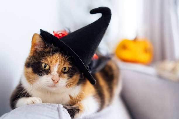 istock Multicolored cat lying on the gray couch in witch hat with decorative Halloween Jack o lantern pumpkin on the background. Autumn, fall holidays home decoration. Halloween animals. Selective focus 1419901598